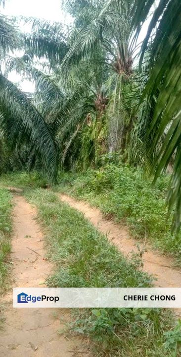 Kuala Kangsar Liman Kati Freehold Prime Agricultural Land , Perak, Ipoh
