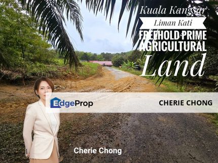 Kuala Kangsar Liman Kati Freehold Prime Agricultural Land , Perak, Ipoh