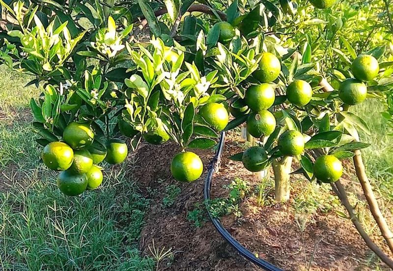 Selama Redang Panjang Ijok Prime Well maintained Durian Agarwood & Fruit Orchard With Immediate Income Water Source Good Investment & Eco Farming