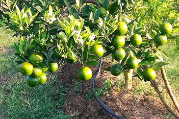 Selama Redang Panjang Ijok Prime Well maintained Durian Agarwood & Fruit Orchard With Immediate Income Water Source Good Investment & Eco Farming