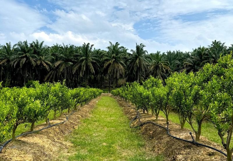 Selama Redang Panjang Ijok Prime Well maintained Durian Agarwood & Fruit Orchard With Immediate Income Water Source Good Investment & Eco Farming