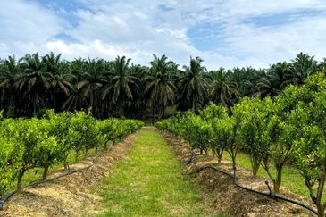 Selama Redang Panjang Ijok Prime Well maintained Durian Agarwood & Fruit Orchard With Immediate Income Water Source Good Investment & Eco Farming