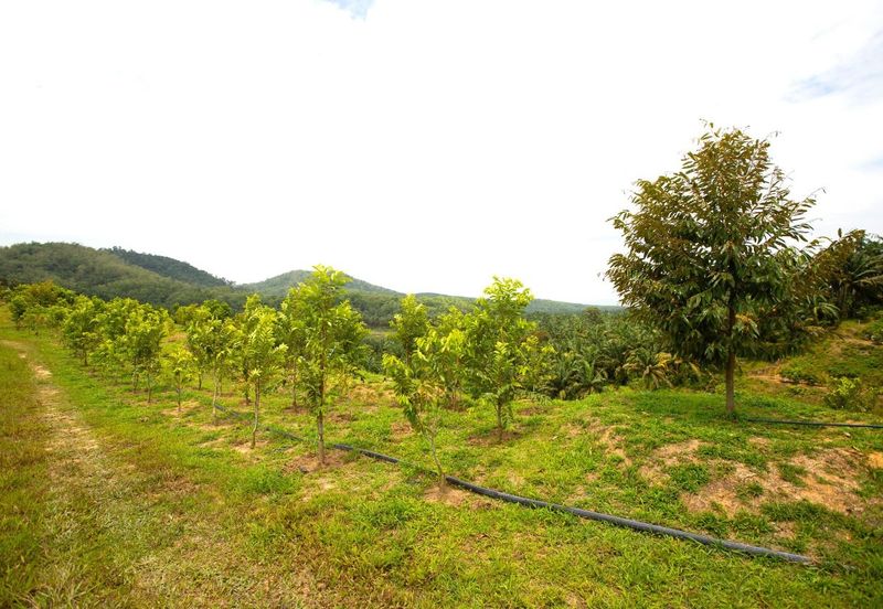 Selama Redang Panjang Ijok Prime Well maintained Durian Agarwood & Fruit Orchard With Immediate Income Water Source Good Investment & Eco Farming