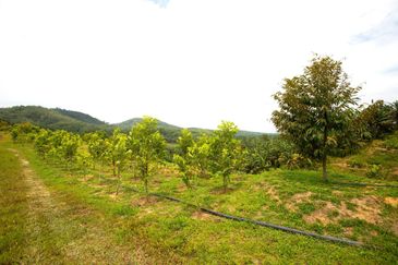 Selama Redang Panjang Ijok Prime Well maintained Durian Agarwood & Fruit Orchard With Immediate Income Water Source Good Investment & Eco Farming