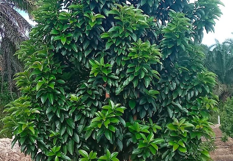 Selama Redang Panjang Ijok Prime Well maintained Durian Agarwood & Fruit Orchard With Immediate Income Water Source Good Investment & Eco Farming