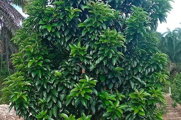 Selama Redang Panjang Ijok Prime Well maintained Durian Agarwood & Fruit Orchard With Immediate Income Water Source Good Investment & Eco Farming