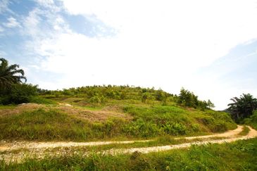 Selama Redang Panjang Ijok Prime Well maintained Durian Agarwood & Fruit Orchard With Immediate Income Water Source Good Investment & Eco Farming
