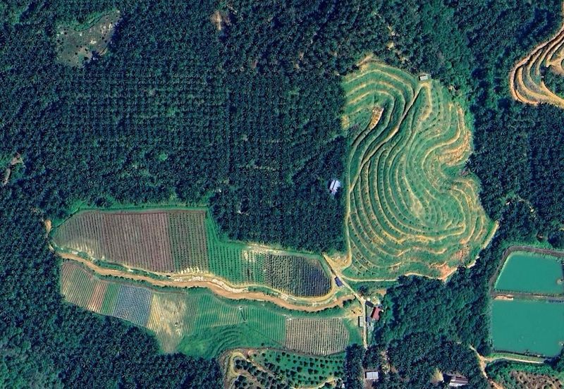 Selama Redang Panjang Ijok Prime Well maintained Durian Agarwood & Fruit Orchard With Immediate Income Water Source Good Investment & Eco Farming