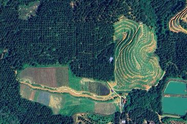 Selama Redang Panjang Ijok Prime Well maintained Durian Agarwood & Fruit Orchard With Immediate Income Water Source Good Investment & Eco Farming