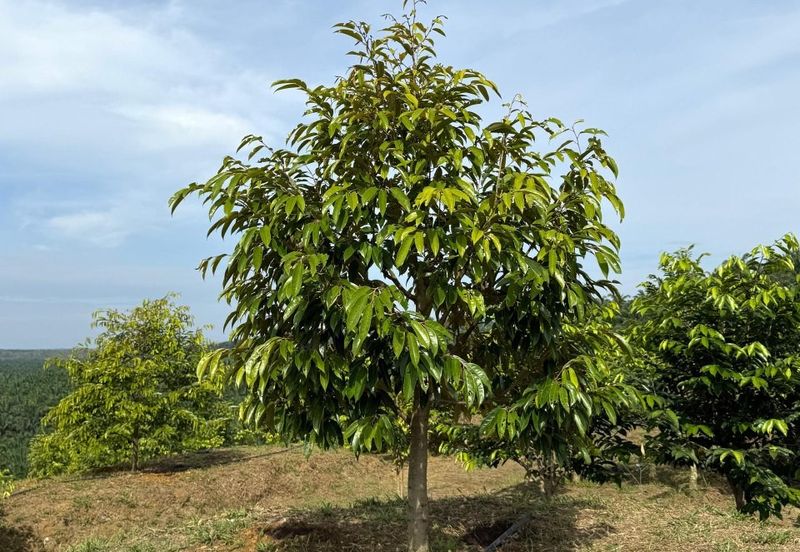 Selama Redang Panjang Ijok Prime Well maintained Durian Agarwood & Fruit Orchard With Immediate Income Water Source Good Investment & Eco Farming