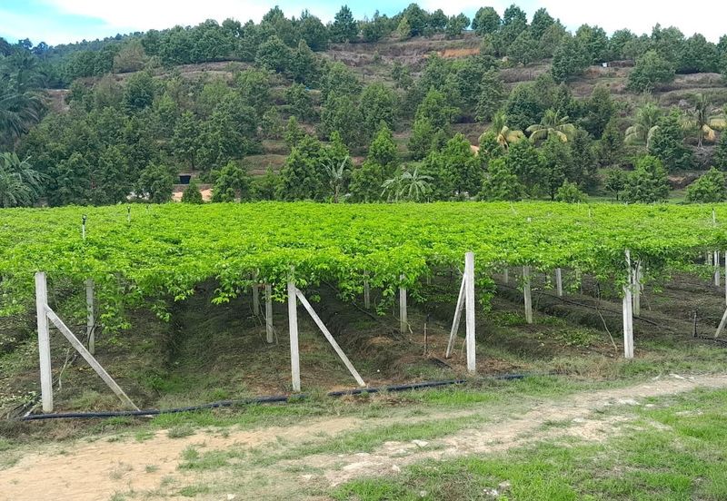 Selama Redang Panjang Ijok Prime Well maintained Durian Agarwood & Fruit Orchard With Immediate Income Water Source Good Investment & Eco Farming
