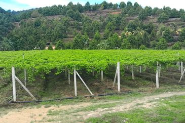 Selama Redang Panjang Ijok Prime Well maintained Durian Agarwood & Fruit Orchard With Immediate Income Water Source Good Investment & Eco Farming