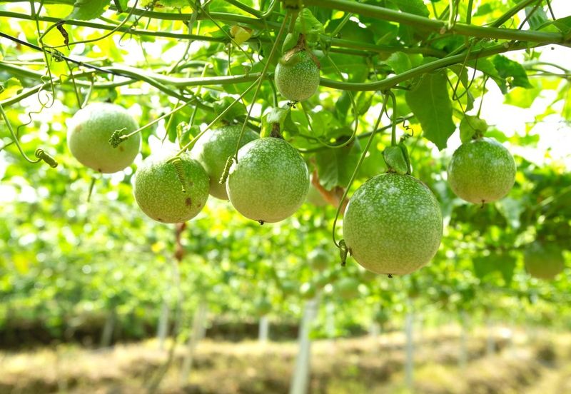 Selama Redang Panjang Ijok Prime Well maintained Durian Agarwood & Fruit Orchard With Immediate Income Water Source Good Investment & Eco Farming