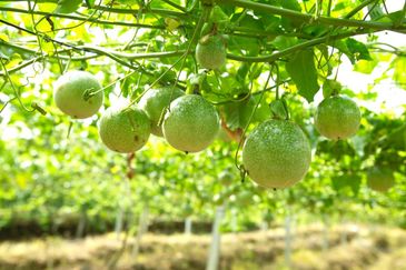 Selama Redang Panjang Ijok Prime Well maintained Durian Agarwood & Fruit Orchard With Immediate Income Water Source Good Investment & Eco Farming