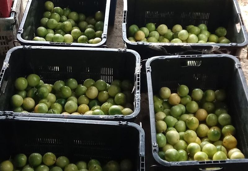 Selama Redang Panjang Ijok Prime Well maintained Durian Agarwood & Fruit Orchard With Immediate Income Water Source Good Investment & Eco Farming