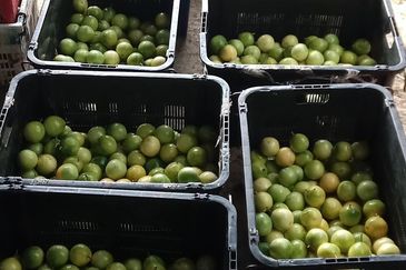 Selama Redang Panjang Ijok Prime Well maintained Durian Agarwood & Fruit Orchard With Immediate Income Water Source Good Investment & Eco Farming