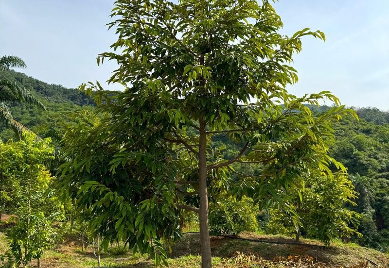 Selama Redang Panjang Ijok Prime Well maintained Durian Agarwood & Fruit Orchard With Immediate Income Water Source Good Investment & Eco Farming