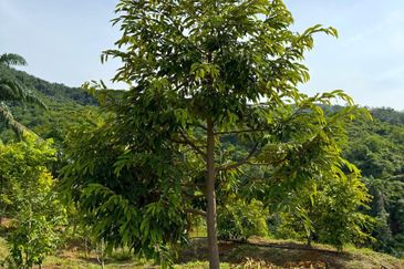 Selama Redang Panjang Ijok Prime Well maintained Durian Agarwood & Fruit Orchard With Immediate Income Water Source Good Investment & Eco Farming