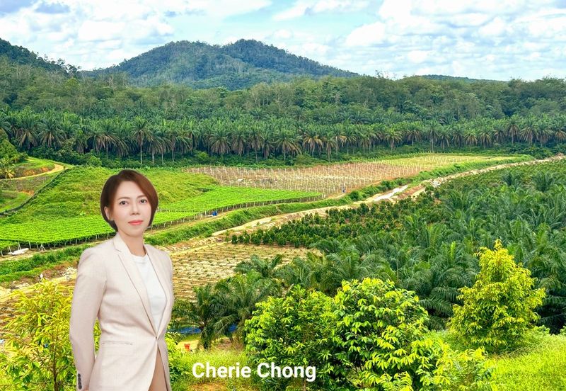 Selama Redang Panjang Ijok Prime Well maintained Durian Agarwood & Fruit Orchard With Immediate Income Water Source Good Investment & Eco Farming