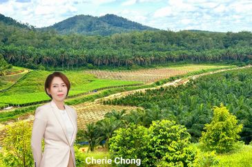 Selama Redang Panjang Ijok Prime Well maintained Durian Agarwood & Fruit Orchard With Immediate Income Water Source Good Investment & Eco Farming