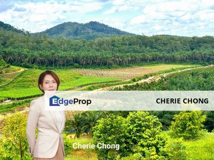 Selama Redang Panjang Ijok Prime Well maintained Durian Agarwood & Fruit Orchard With Immediate Income Water Source Good Investment & Eco Farming, Perak, Selama