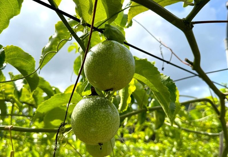Selama Redang Panjang Ijok Prime Well maintained Durian Agarwood & Fruit Orchard With Immediate Income Water Source Good Investment & Eco Farming