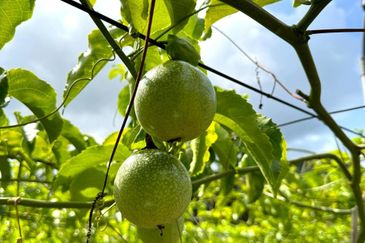 Selama Redang Panjang Ijok Prime Well maintained Durian Agarwood & Fruit Orchard With Immediate Income Water Source Good Investment & Eco Farming