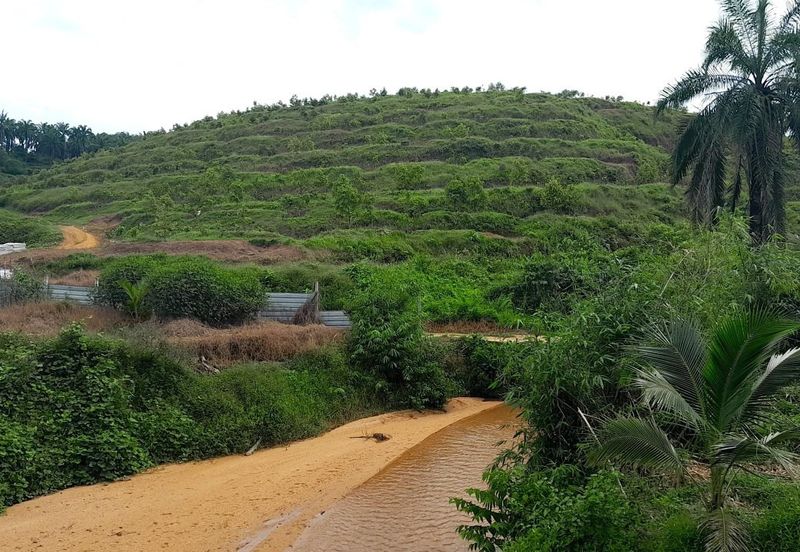 Selama Redang Panjang Ijok Prime Well maintained Durian Agarwood & Fruit Orchard With Immediate Income Water Source Good Investment & Eco Farming