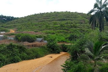 Selama Redang Panjang Ijok Prime Well maintained Durian Agarwood & Fruit Orchard With Immediate Income Water Source Good Investment & Eco Farming