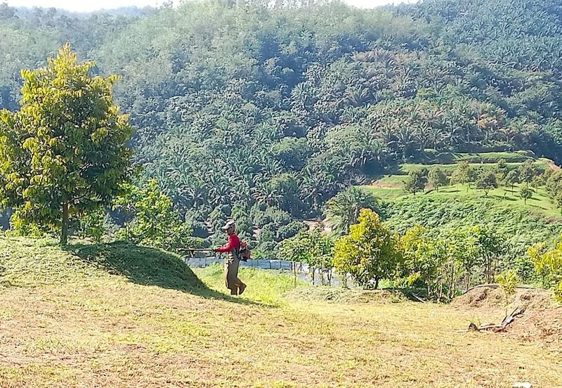 Selama Redang Panjang Ijok Prime Well maintained Durian Agarwood & Fruit Orchard With Immediate Income Water Source Good Investment & Eco Farming