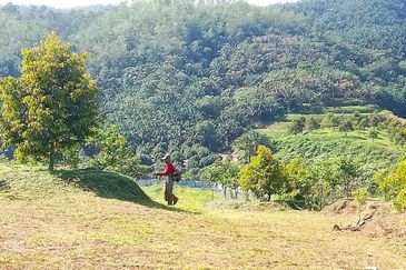 Selama Redang Panjang Ijok Prime Well maintained Durian Agarwood & Fruit Orchard With Immediate Income Water Source Good Investment & Eco Farming