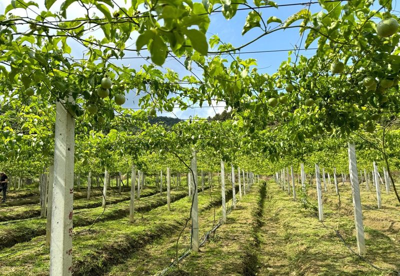 Selama Redang Panjang Ijok Prime Well maintained Durian Agarwood & Fruit Orchard With Immediate Income Water Source Good Investment & Eco Farming