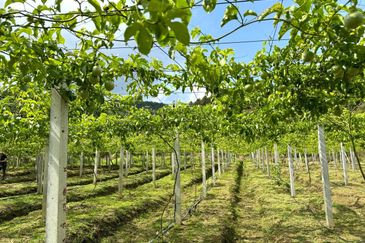 Selama Redang Panjang Ijok Prime Well maintained Durian Agarwood & Fruit Orchard With Immediate Income Water Source Good Investment & Eco Farming