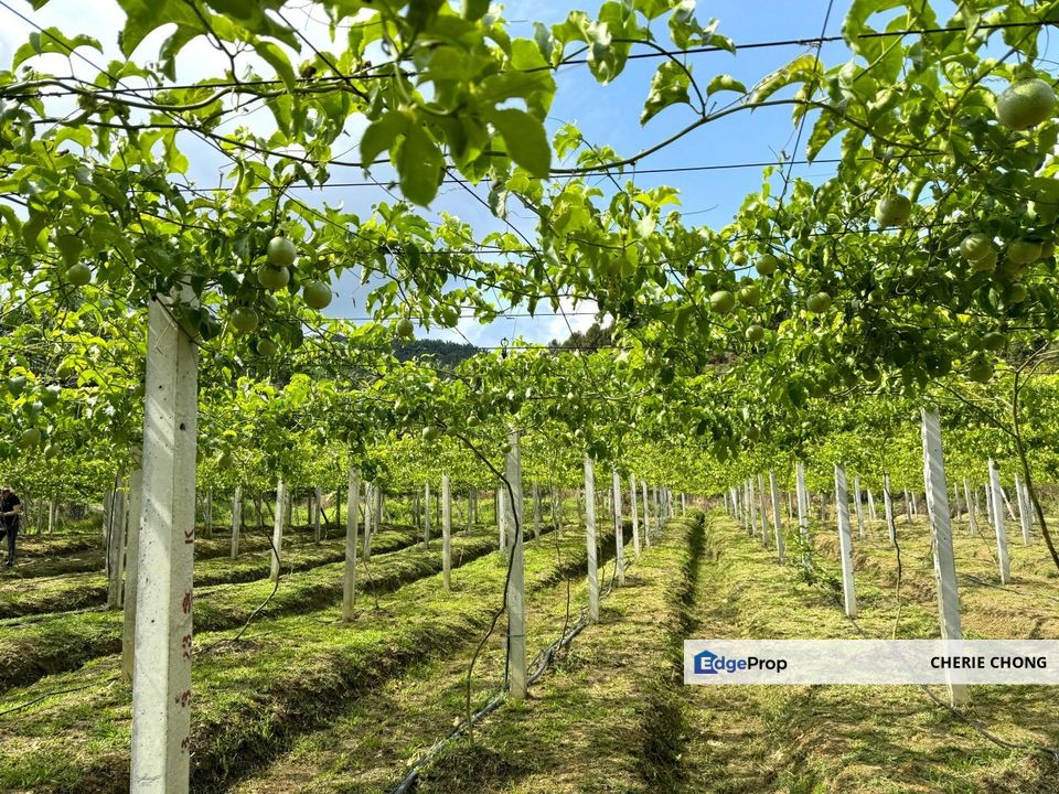 Selama Redang Panjang Ijok Prime Well maintained Durian Agarwood & Fruit Orchard With Immediate Income Water Source Good Investment & Eco Farming, Perak, Selama