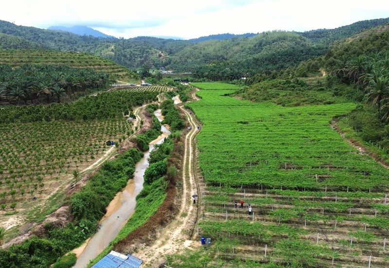 Selama Redang Panjang Ijok Prime Well maintained Durian Agarwood & Fruit Orchard With Immediate Income Water Source Good Investment & Eco Farming