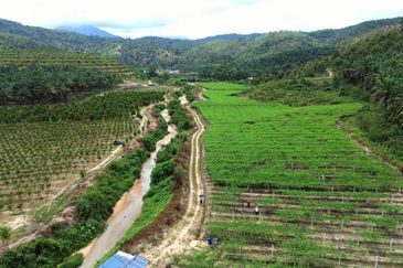 Selama Redang Panjang Ijok Prime Well maintained Durian Agarwood & Fruit Orchard With Immediate Income Water Source Good Investment & Eco Farming