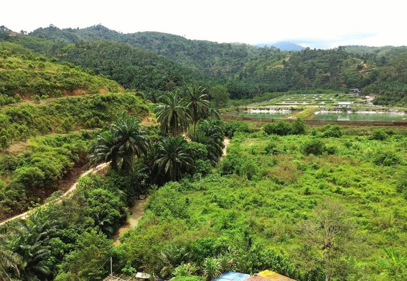 Selama Redang Panjang Ijok Prime Well maintained Durian Agarwood & Fruit Orchard With Immediate Income Water Source Good Investment & Eco Farming