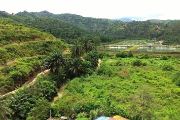 Selama Redang Panjang Ijok Prime Well maintained Durian Agarwood & Fruit Orchard With Immediate Income Water Source Good Investment & Eco Farming