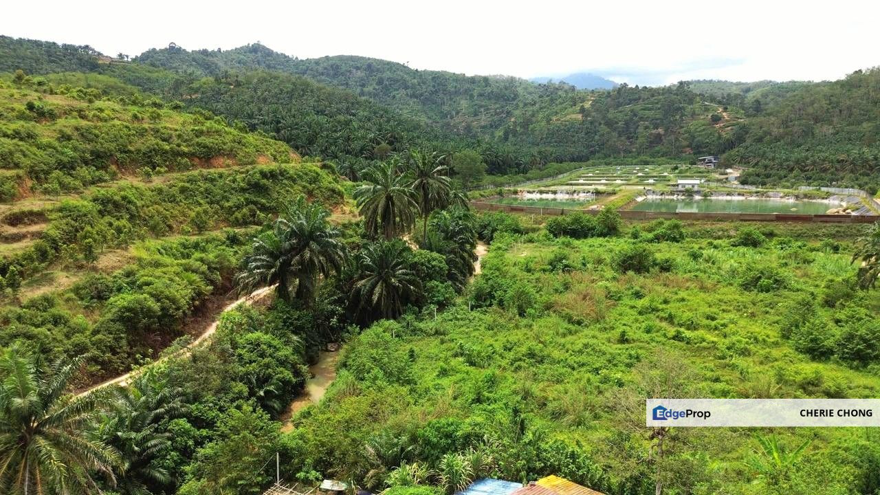 Selama Redang Panjang Ijok Prime Well maintained Durian Agarwood & Fruit Orchard With Immediate Income Water Source Good Investment & Eco Farming, Perak, Selama