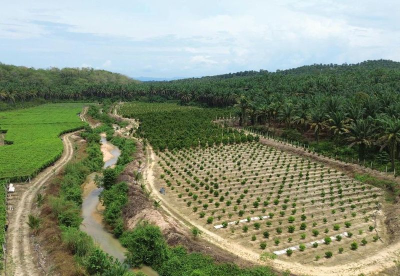 Selama Redang Panjang Ijok Prime Well maintained Durian Agarwood & Fruit Orchard With Immediate Income Water Source Good Investment & Eco Farming