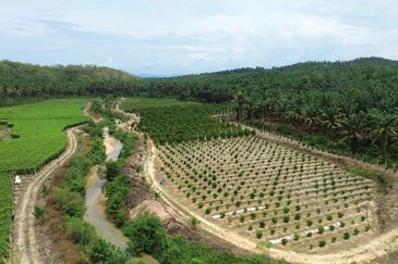 Selama Redang Panjang Ijok Prime Well maintained Durian Agarwood & Fruit Orchard With Immediate Income Water Source Good Investment & Eco Farming
