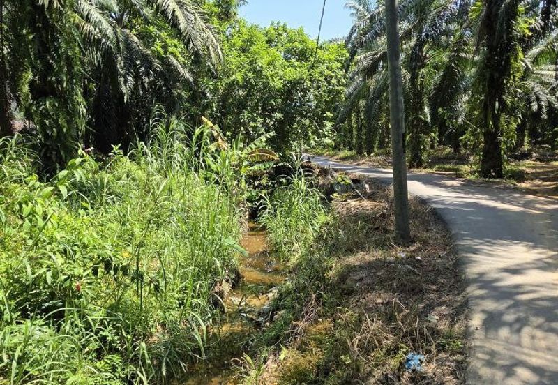 Kuala Kangsar Kampung Jerlun Freehold Palm Oil Land Easy Access Good Investment 