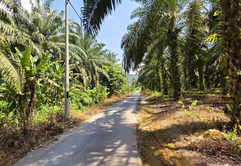 Kuala Kangsar Kampung Jerlun Freehold Palm Oil Land Easy Access Good Investment 