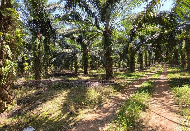 Kuala Kangsar Kampung Jerlun Freehold Palm Oil Land Easy Access Good Investment 