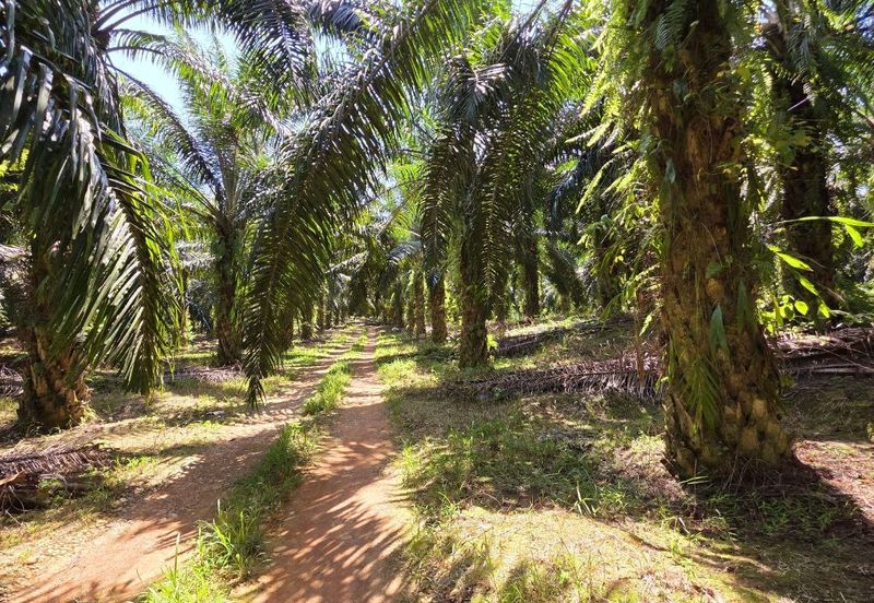 Kuala Kangsar Kampung Jerlun Freehold Palm Oil Land Easy Access Good Investment 