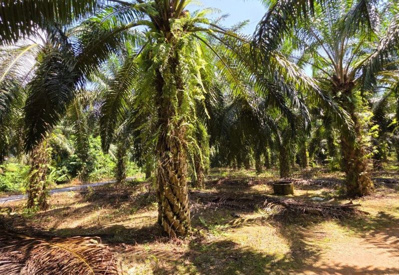 Kuala Kangsar Kampung Jerlun Freehold Palm Oil Land Easy Access Good Investment 