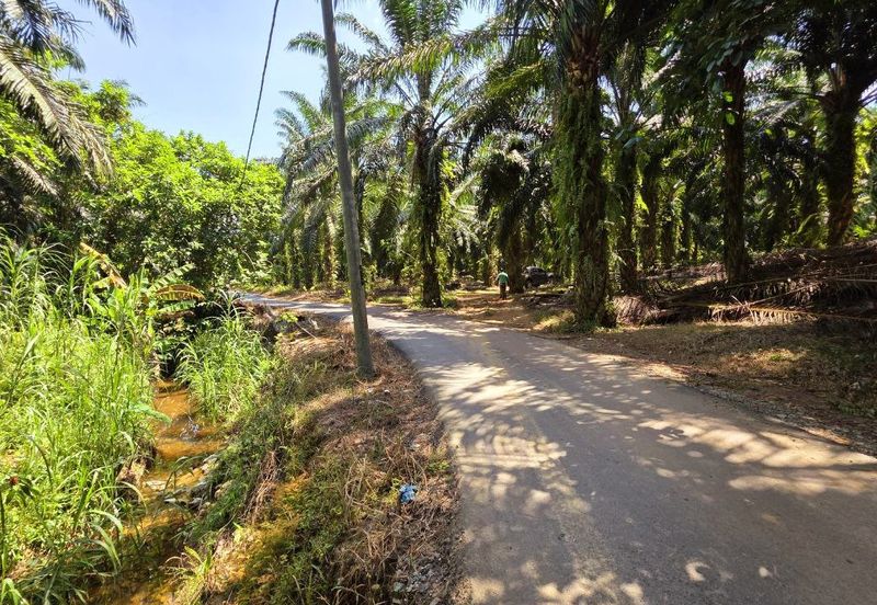 Kuala Kangsar Kampung Jerlun Freehold Palm Oil Land Easy Access Good Investment 