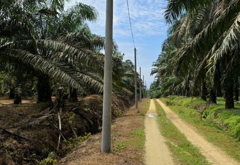 Serdang Kedah Durian Orchard Near Selama Parit Buntar Good Investment Easy Access Mature Trees Solid Infrastructure 