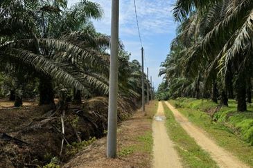 Serdang Kedah Durian Orchard Near Selama Parit Buntar Good Investment Easy Access Mature Trees Solid Infrastructure 