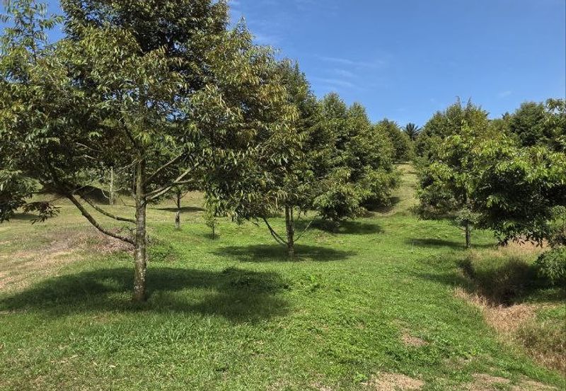 Serdang Kedah Durian Orchard Near Selama Parit Buntar Good Investment Easy Access Mature Trees Solid Infrastructure 